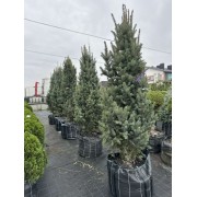 Ялина колюча Iзелi Фастiгiата 220-240 см